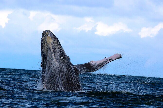 Bahía Málaga: Humpback Whale Watching in Cali - Colombia - The Logistics: What to Expect