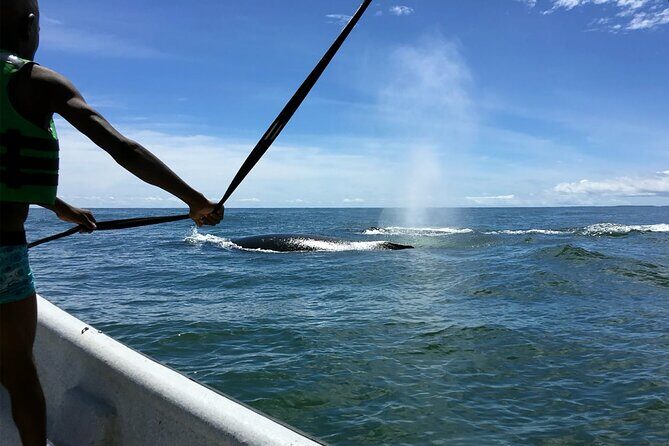 Bahía Málaga: Humpback Whale Watching in Cali - Colombia - Final Thoughts: Is It Worth It?