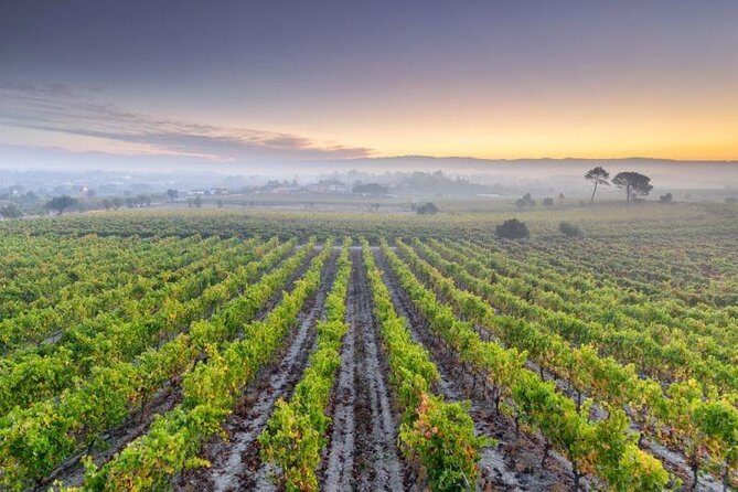 Bairrada Private Tour (Luso & Curia Villages) with Wine Tasting - A Detailed Look at the Bairrada Private Tour Experience
