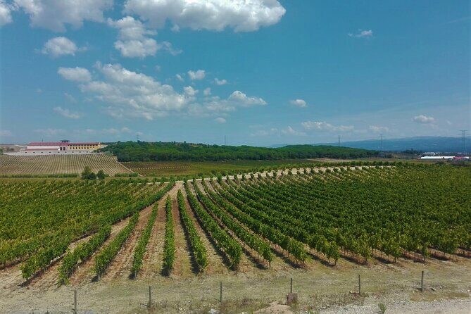Bairrada Winery Route, full-day from Coimbra - Practical Details and Tips
