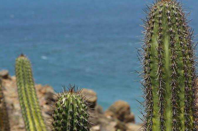 Baja UTV Adventure Canyon Exploration and Tequila Tasting - Is This Tour Right For You?