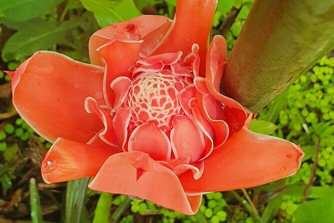 Bajan Nature Art Tour: Flower Forest, Pottery and Cave Adventure - A Closer Look at the Tour Itinerary