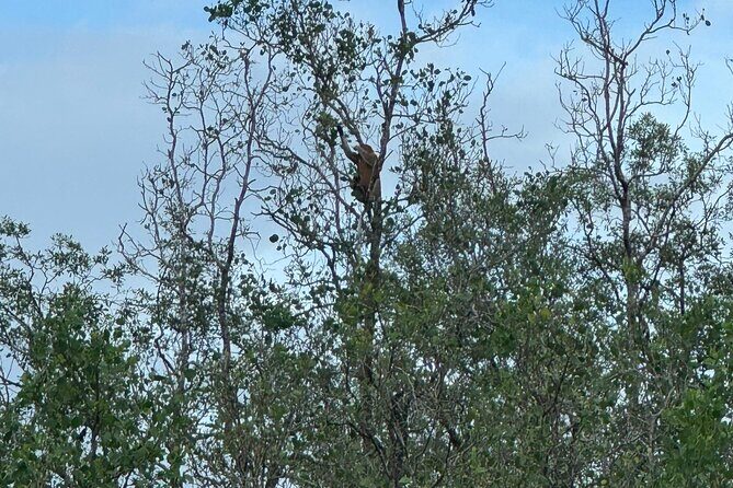 Bako National Park by Night from Kuching - In-Depth Review: Exploring the Sarawak Night Safari