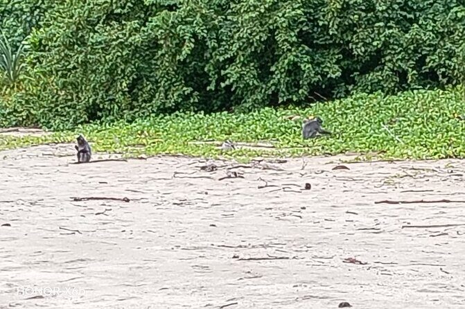 Bako National Park by Night from Kuching - Analyzing the Value