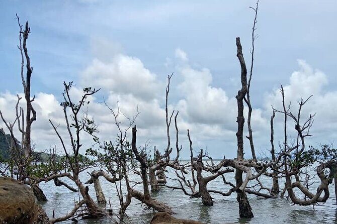 Bako National Park by Night from Kuching - Who Will Love This Tour?