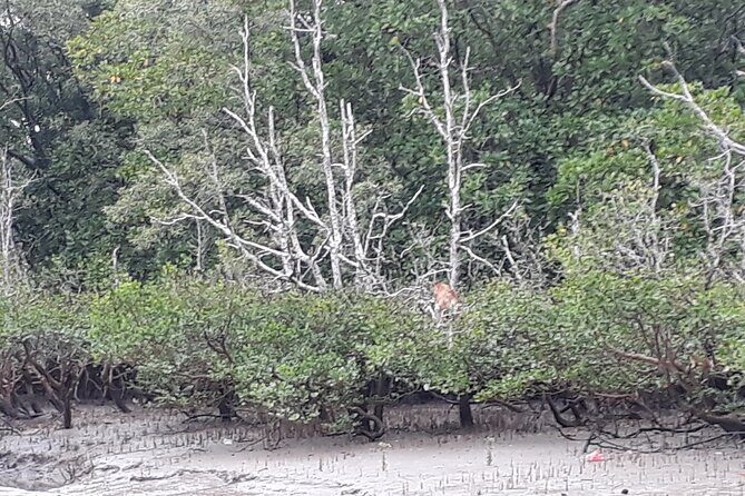 Bako National Park by Night from Kuching - FAQ: Your Practical Questions Answered