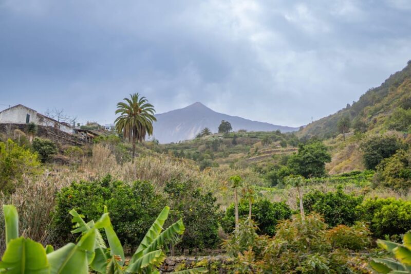 Balades Découverte Teide - La Orotava - Icod de los Vinos - Why This Tour Offers Great Value