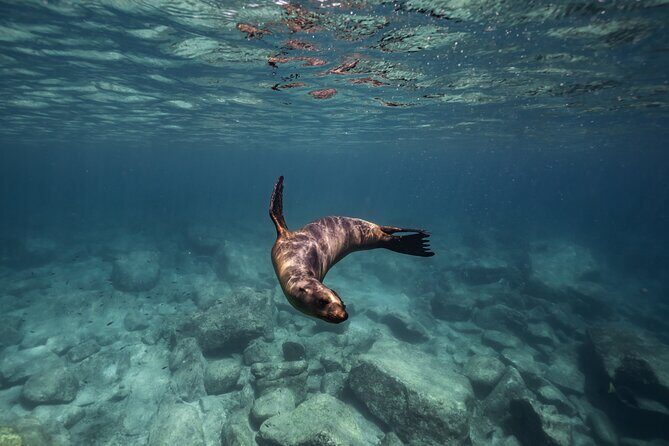 Balandra Beach and Sea Lions Private Tour - Final Thoughts