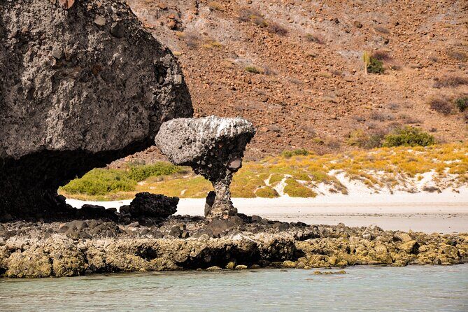 Balandra Beach Escape Snorkel & Wildlife Roundtrip Pichilingue - Key Points