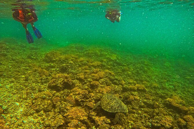 Balandra Beach Escape Snorkel & Wildlife Roundtrip Pichilingue - An In-Depth Look at the Balandra Beach Escape Tour