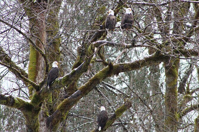 Bald Eagles Nesting Area Tour at Skagit River - Bald Eagles Nesting Area Tour at Skagit River: A Close-Up of Nature’s Majesty