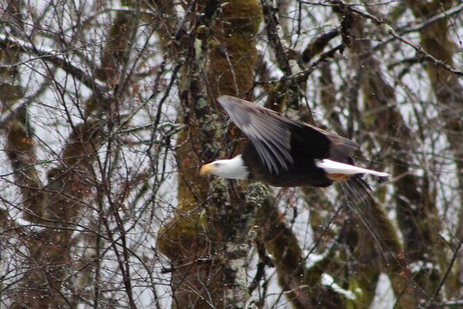 Bald Eagles Nesting Area Tour at Skagit River - An In-Depth Look at the Bald Eagles Nesting Area Tour