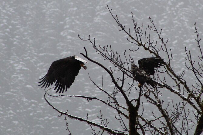 Bald Eagles Nesting Area Tour at Skagit River - Final Thoughts
