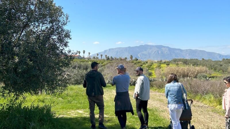 Balestrate: Olive Grove Tour with Wines & Olive Oil Tasting - Balestrate: Olive Grove Tour with Wines & Olive Oil Tasting