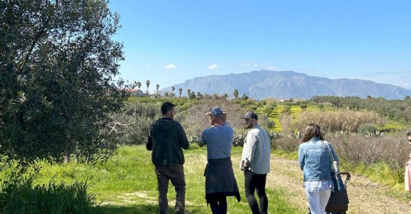 Balestrate: Olive Grove Tour with Wines & Olive Oil Tasting - Analyzing the Value