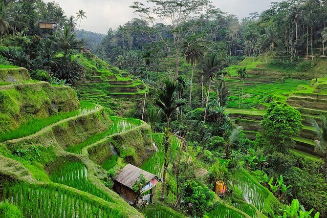 Bali Airport Pickup Transfer to Ubud Area (Private) - A Practical Overview of the Bali Airport to Ubud Transfer