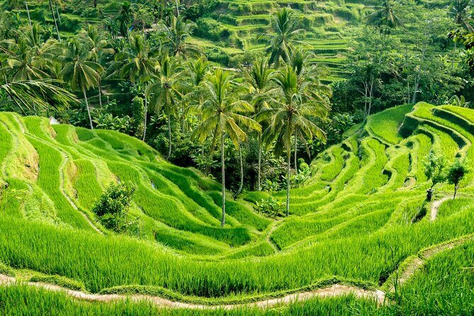Bali All-Inclusive: Ubud Tour with Entrance Ticket and Lunch Included - Key Points