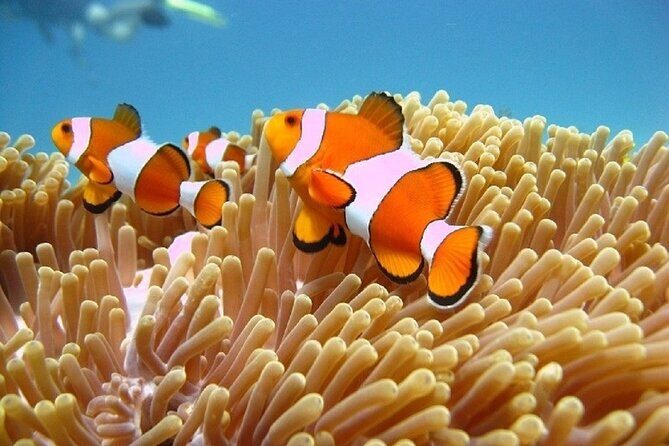 Bali ATV Quad Bike Adventure and Snorkeling Tour - The Sum Up: Who Should Consider This Tour?