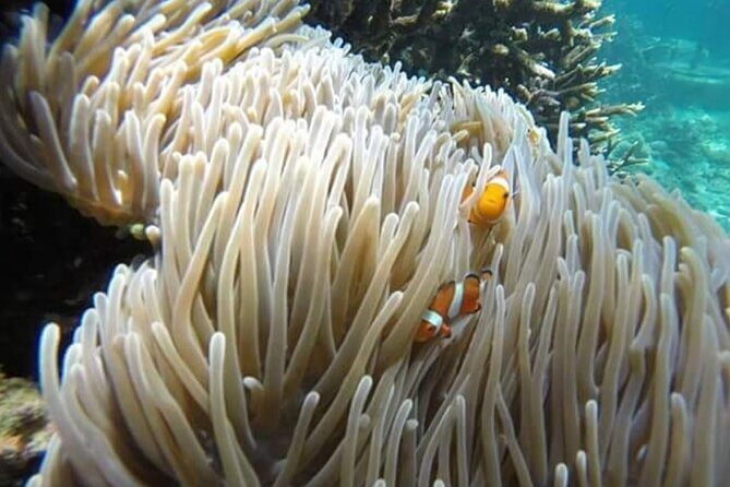 Bali Best Snorkeling Blue Lagoon with Lunch & Guide - Experience the Best Snorkeling in Bali at Blue Lagoon with Lunch & Guide