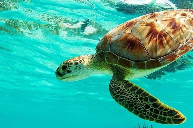 Bali : Blue Lagoon Snorkeling combine with Bali Swing in Ubud - Final Thoughts