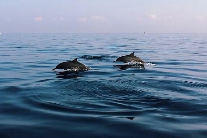 Bali Dolphin Lovina tour and Ulundanu Beratan - A Deep Dive into the Bali Dolphin Lovina Tour and Ulun Danu Beratan