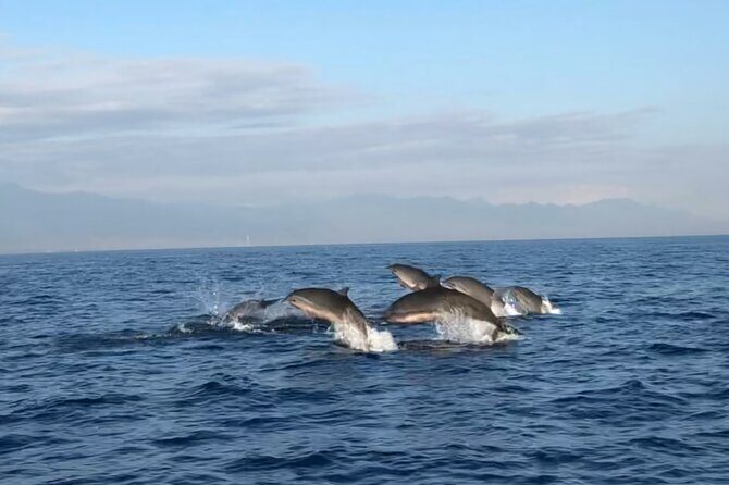 Bali Dolphin Lovina tour and Ulundanu Beratan - Final Thoughts