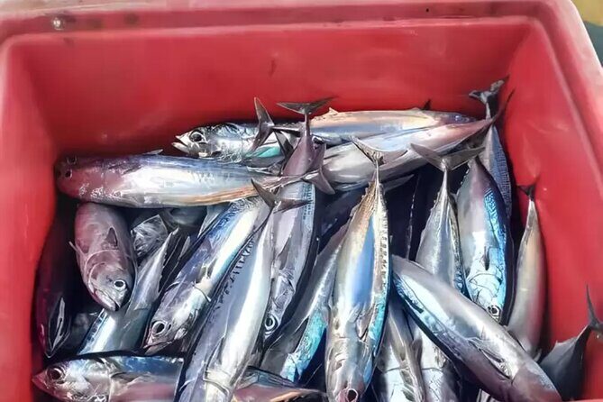 Bali Fishing Charter Private Boat - Exploring the Details of the Bali Fishing Charter