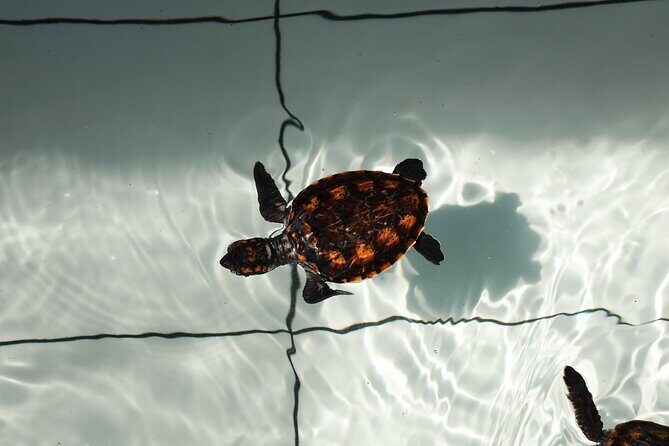 Bali Horse Riding and Turtle Release at Saba Beach - A Detailed Look at the Bali Horse Riding and Turtle Release Tour