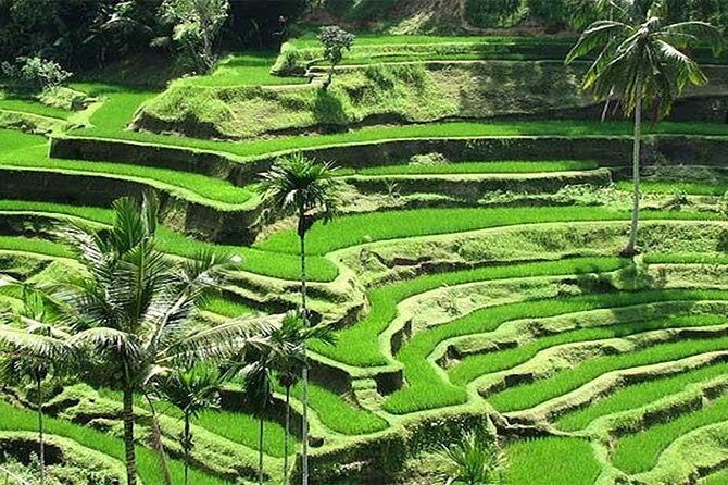 Bali Instagram Tour : The Most Popular Spots In Bali - Who Is This Tour Best For?