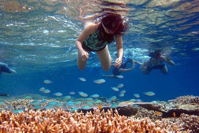 Bali Menjangan Island Snorkeling Day Tour - An Honest Look at the Bali Menjangan Island Snorkeling Tour