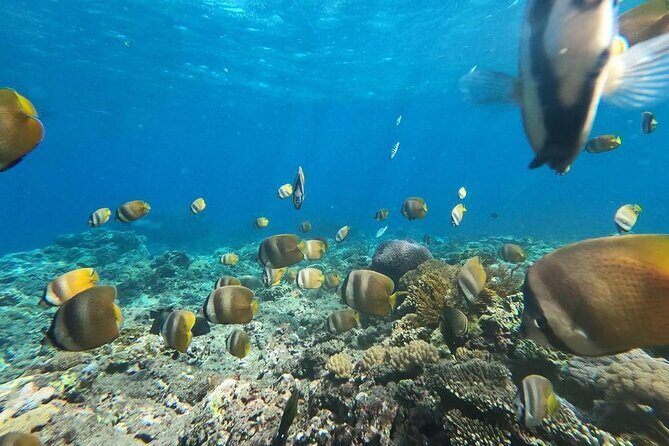 Bali Private Snorkeling (Manta, Gamat, Wall) and Nusa Penida Tour - A Deep Dive into the Bali Private Snorkeling & Nusa Penida Tour