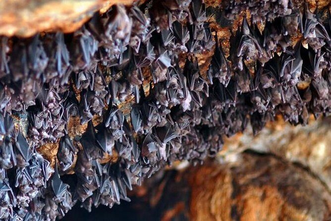 Bali Royal palaces (observe tour) - FAQ