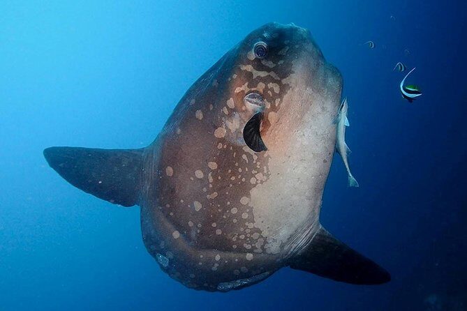 Bali Scuba Diving at Nusa Penida Manta Point For Certified Diver - Exploring the Nusa Penida Manta Point Experience