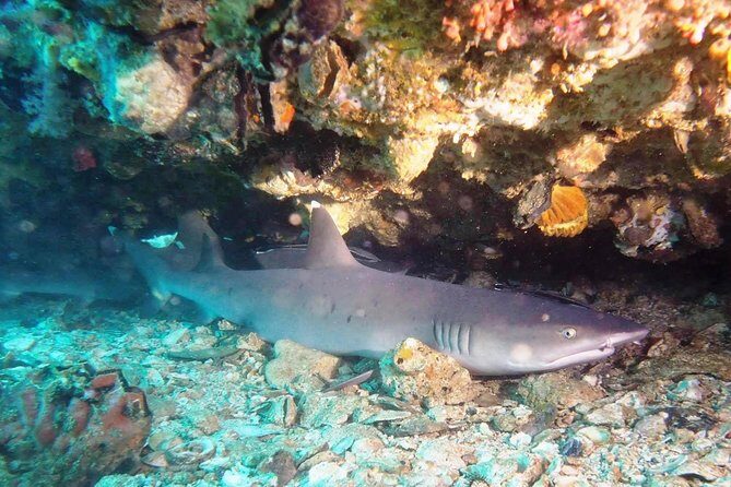 Bali Scuba Diving at Padang Bai for Certified Diver - Introduction: Why Bali and Padang Bai?