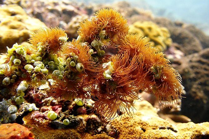 Bali Scuba Diving at Padang Bai for Certified Diver - Analyzing the Value