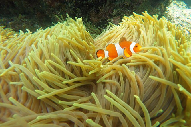 Bali Scuba Diving at Padang Bai for Certified Diver - The Sum Up: Why It’s a Great Choice for Bali Divers