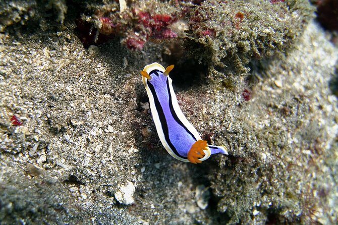 Bali Scuba Diving at Padang Bai for Certified Diver - FAQ