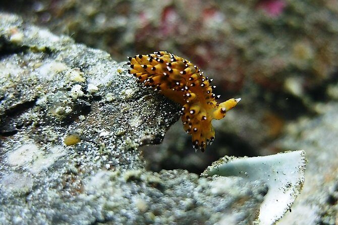 Bali Scuba Diving trip at Tulamben for Certified Diver - Is This Tour Right for You?