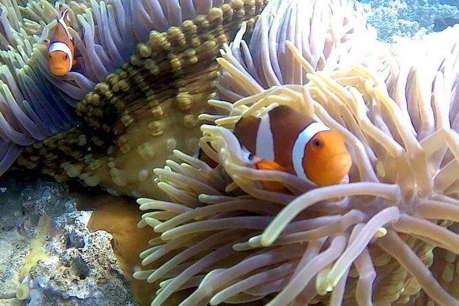 Bali Snorkeling at Blue Lagoon include private transport - Key Points