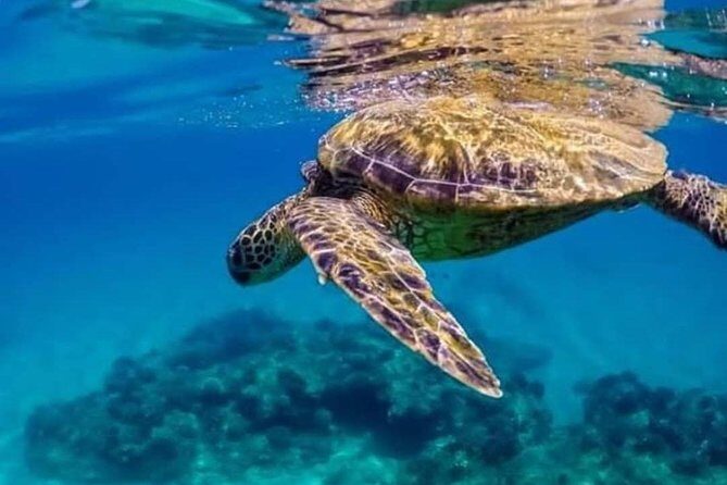 Bali Snorkeling at Blue Lagoon include private transport - Who Is This Tour Best For?