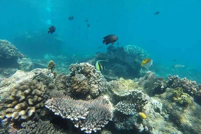 Bali Snorkeling at Blue Lagoon include private transport - Frequently Asked Questions