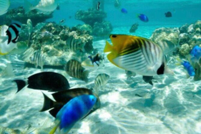 Bali Snorkeling Blue Lagoon Beach Include Lunch & Transport - The Sum Up: Why Choose This Tour?