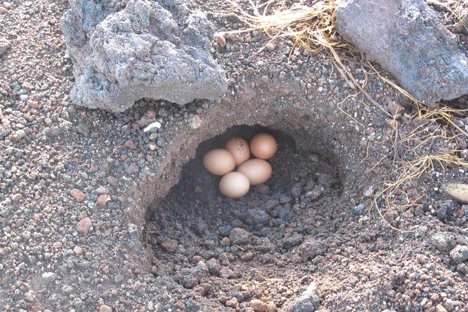 Bali: Sunrise Mount Batur Hike with Breakfast - What Travelers Say: Authentic Feedback