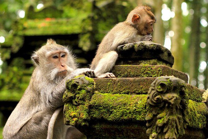 Bali: Swing Heaven, Monkey Forest and Waterfall Guided Tour - The Sum Up