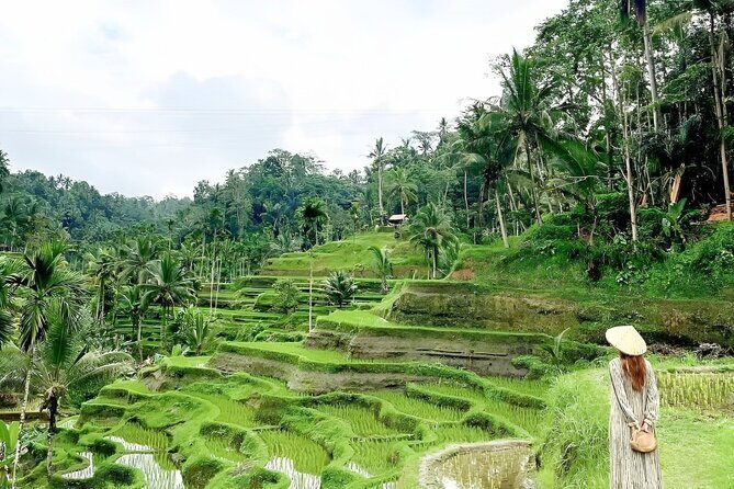 Bali Tour : Best Attractions in Ubud with Rice Terrace - In-Depth Review of the Ubud Attraction Tour