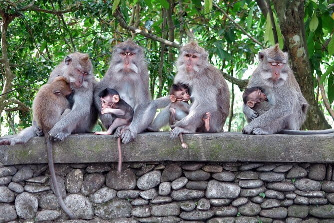 Bali Tour Driver - A Closer Look at the Itinerary