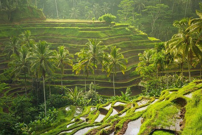 Bali Tribal Private Tour - Experience the best of Ubud, Bali - Exploring the Ubud Highlights: A Deep Dive