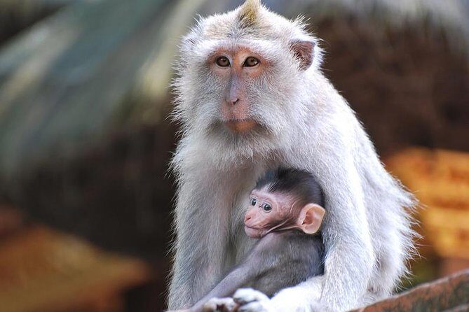 Bali Ubud and Volcano Day Tours - The Sum Up: Is This Tour Right for You?