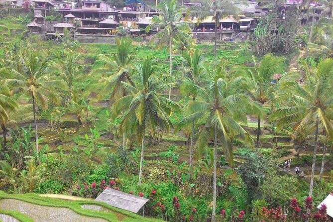 Bali Ubud & Kintamani Volcano Tour -All Inclusive - Scenic Rice Terraces & Local Agriculture