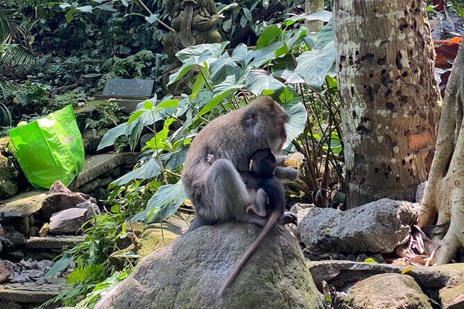 Bali : Ubud Private Tours - Key Points